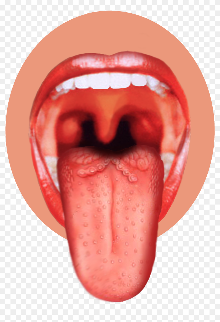 Human Tongue, HD Png Download - 2362x3543(#6769328) - PngFind
