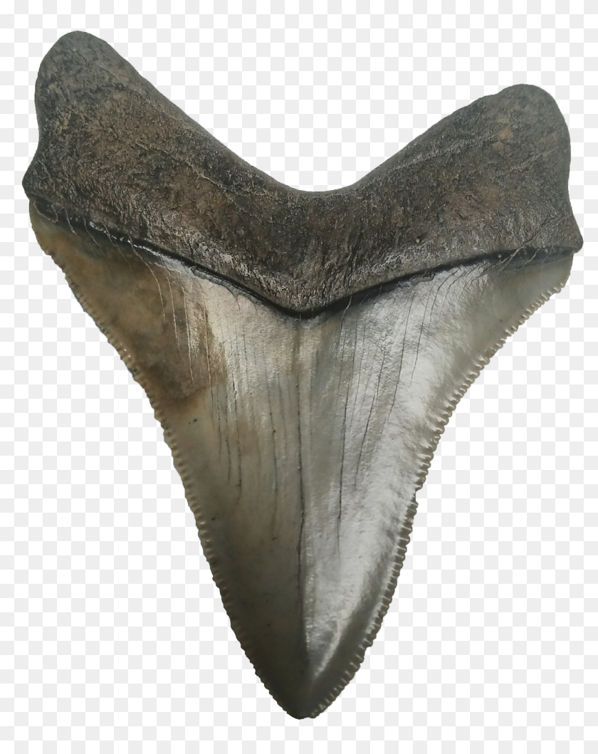 Shark Teeth Png - Megalodon Tooth Clear Background, Transparent Png