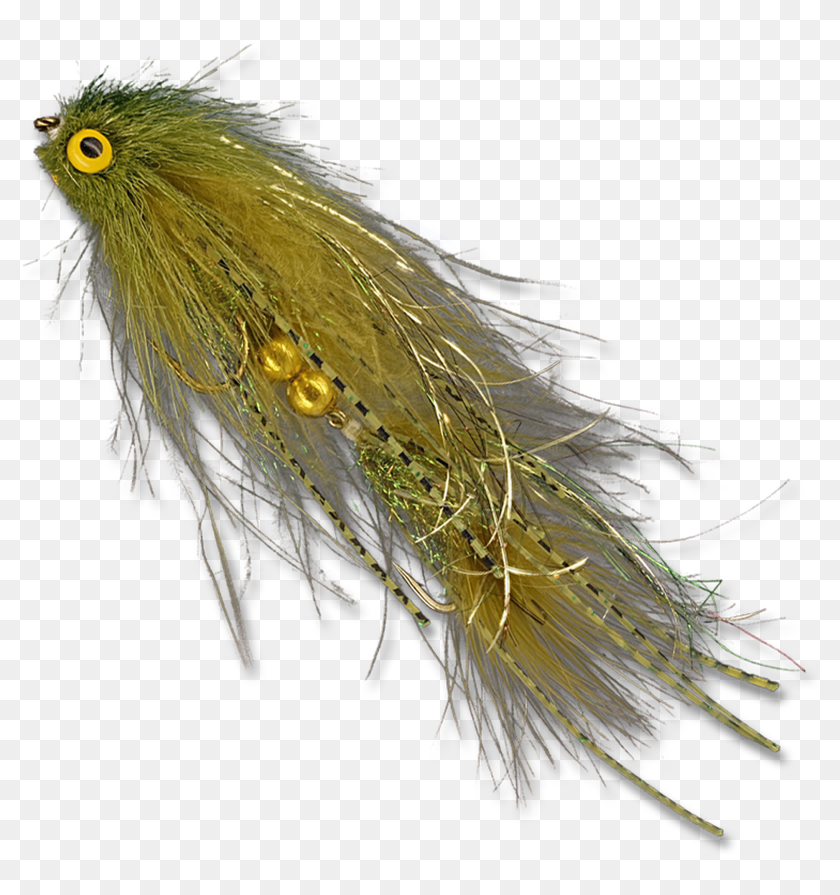 Lynch Insect Lynch Mob - Olive - Insect, HD Png Download - 2048x2048(#6804311) - PngFind