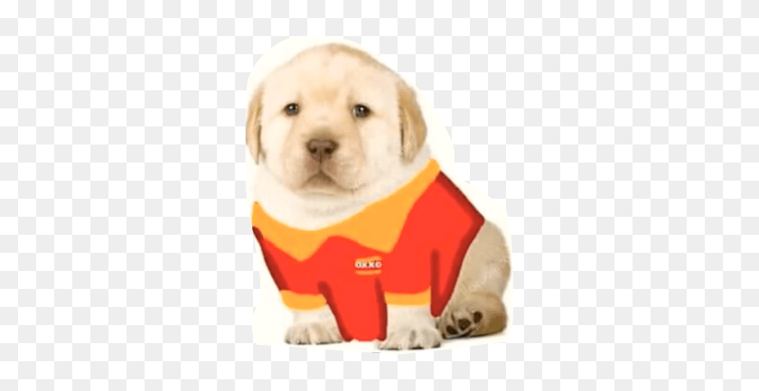 Puppy Oxxo Meme Freetoedit Meme Oxxo No Hay Sistema Hd Png Download 297x353 6828841 Pngfind