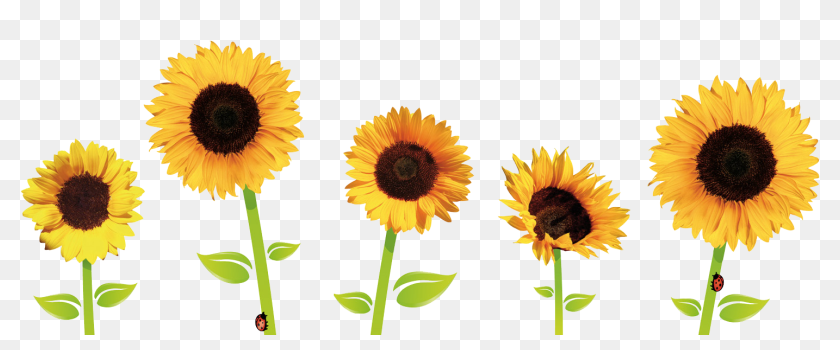 Sunflowers Tumblr Png Clipart , Png Download - Transparent Background  Sunflower Clipart, Png Download - 1471x544(#6853299) - PngFind