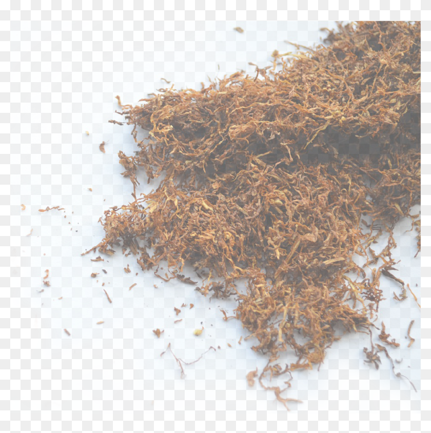 germinating tobacco seeds Virginia Gold Tobacco Seeds 2000+ Fresh 2025 Crop Growing Instructions Included germinating tobacco seeds Virginia Gold Tobacco Seeds 2000+ Fresh 2025 Crop Growing Instructions Included
