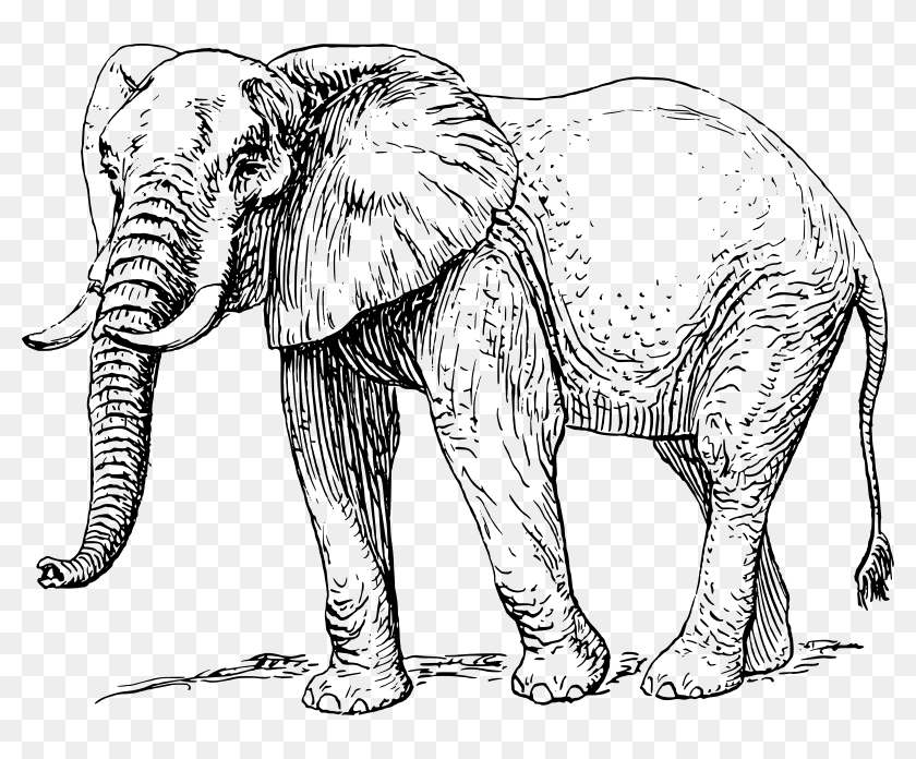 Free Free Tribal Elephant Svg Free 317 SVG PNG EPS DXF File