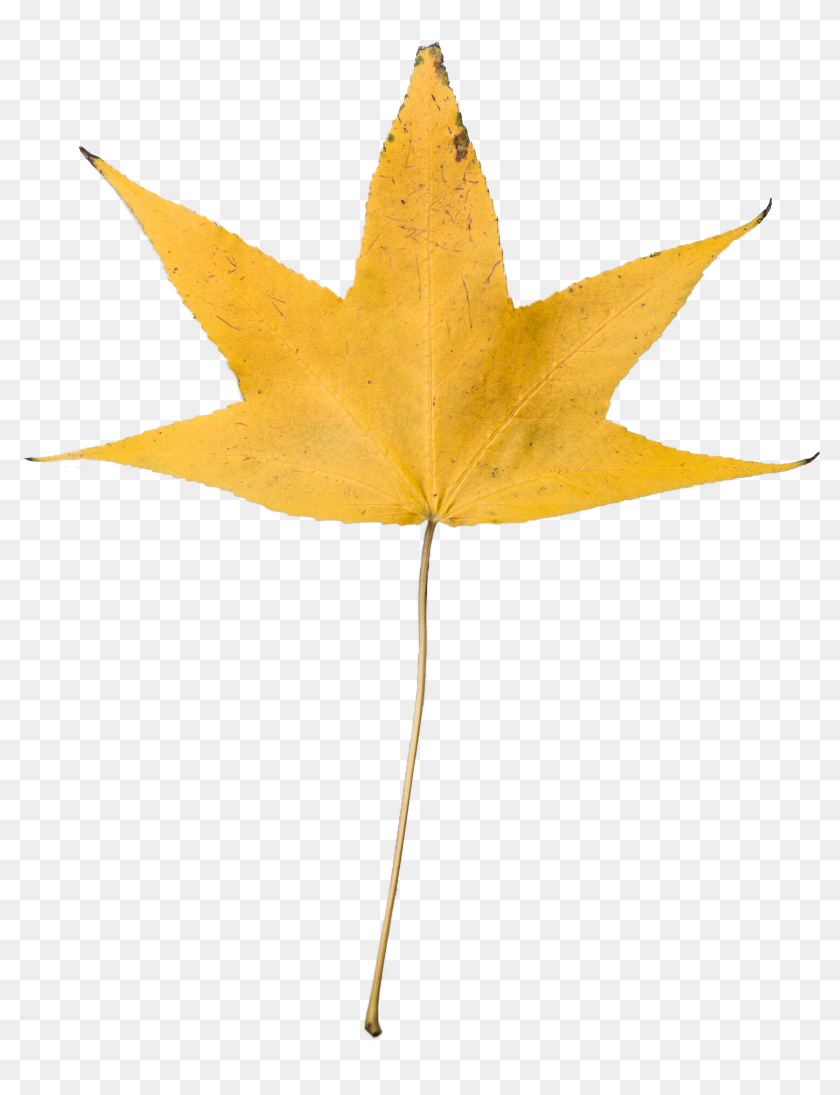 Dry Leaves Falling Png - Dried Leaf Transparent Background, Png Download -  3158x3969(#6889676) - PngFind