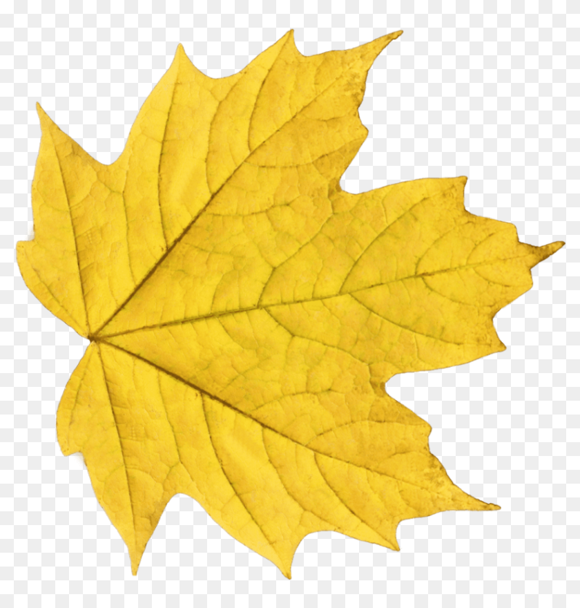 Transparent Leaf Pile Png - Yellow Leaf Png, Png Download - 843x843 ...
