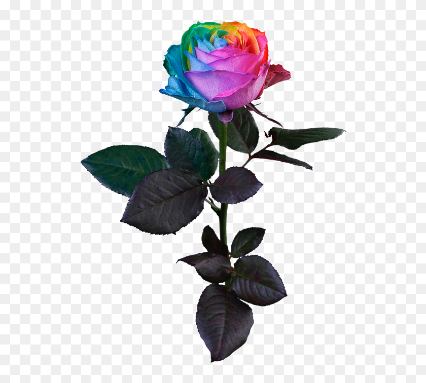 Two Rainbow Roses Transparent Background Rainbow Rose, HD Png Download - 526x676(#6894521) - PngFind