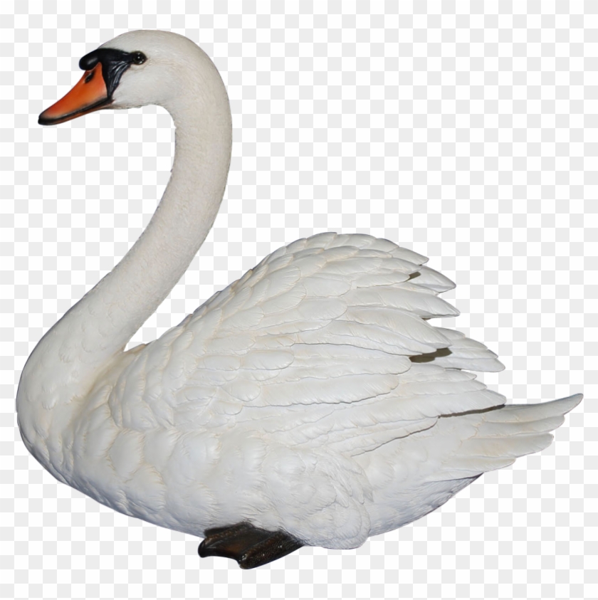 Swan Png Clipart Png Image Mute Swan Transparent, Png Download