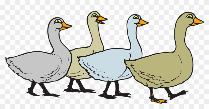 Goose Cartoon Png - Anserinae, Transparent Png - 960x480(#696104) - PngFind