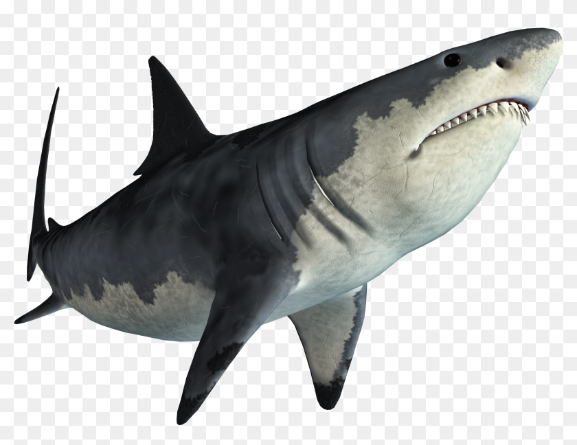 Shark Jaws Tadzio - Transparent Background Shark Png, Png Download -  2500x1875(#6916077) - PngFind