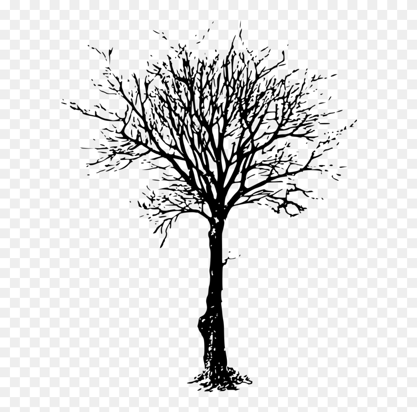 Clip Art Tree Branch Image Silhouette - Leafless Trees, HD Png Download -  608x749(#6924046) - PngFind