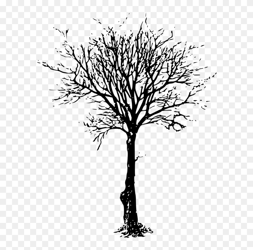 Clip Art Tree Branch Image Silhouette - Leafless Trees, HD Png Download - 608x749(#6924046) - PngFind Clip Art Tree Branch Image Silhouette - Leafless Trees, HD Png Download - 608x749(#6924046) - PngFind