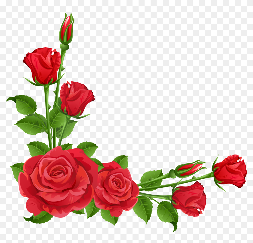 rose border