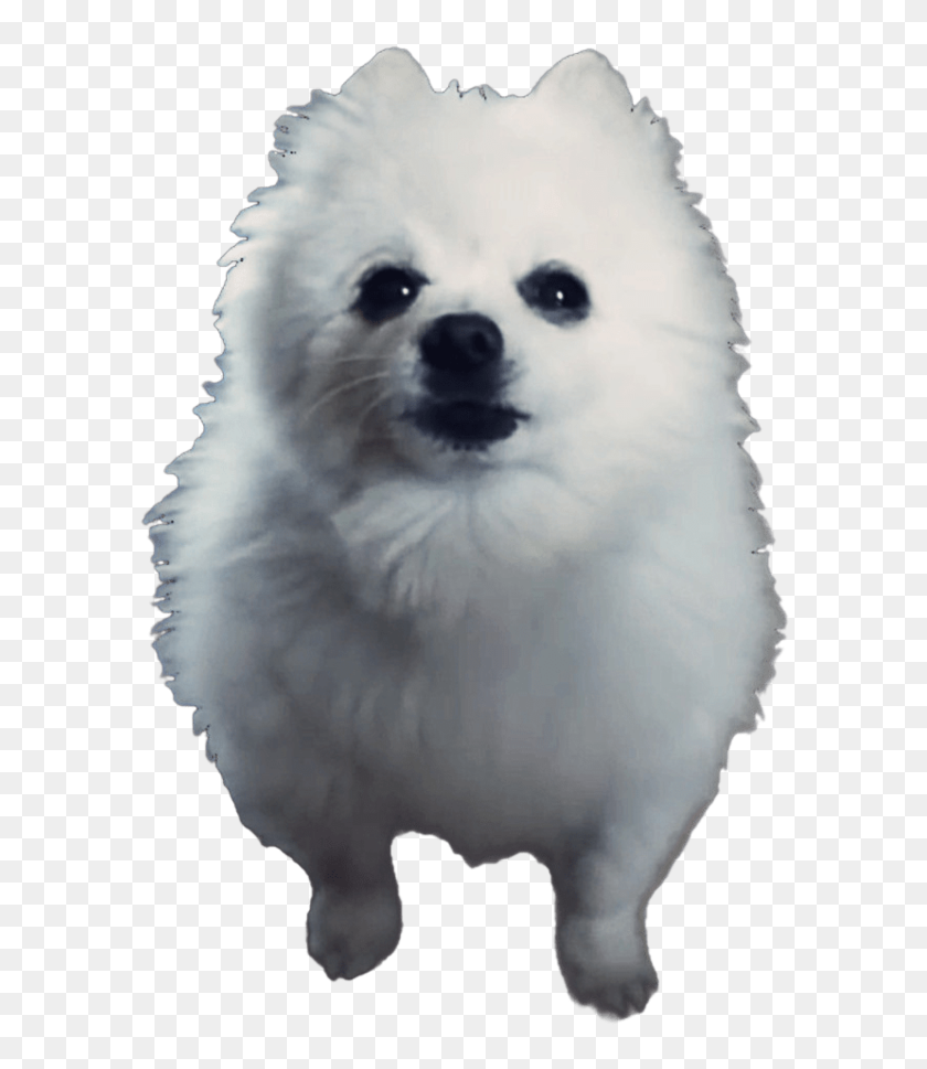 Dog Png Meme Gabe The Dog Png Transparent Png 800x1035 6930657 Pngfind - doge sun meme roblox