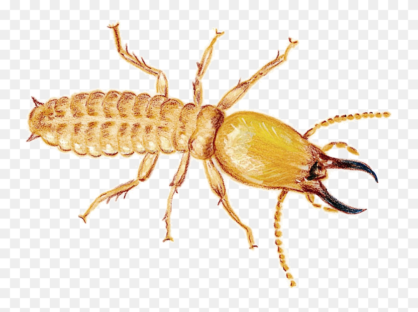 Termite Download Png Image - Termite & Queen Png, Transparent Png
