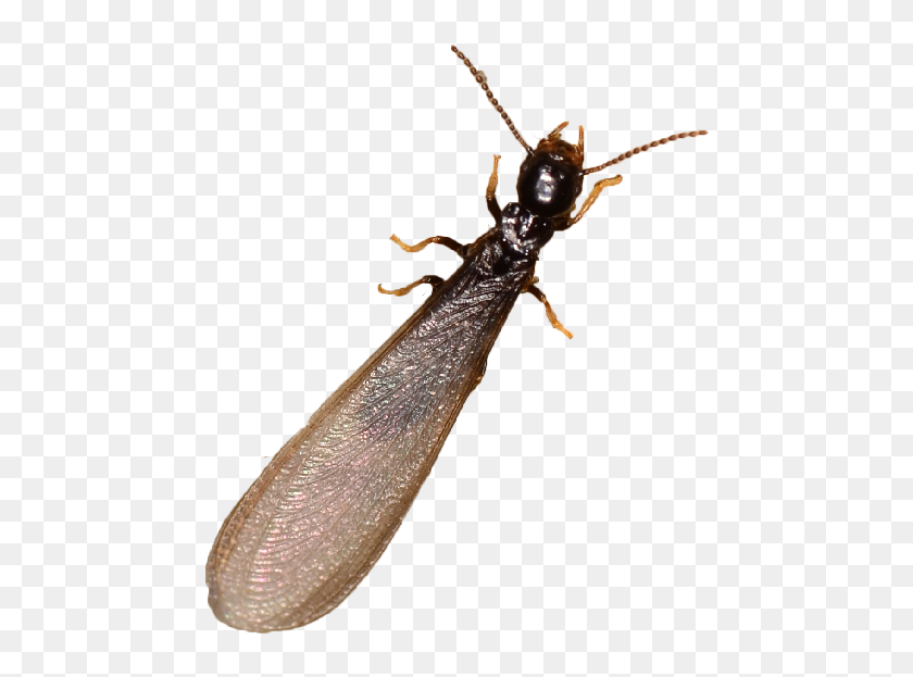Net Winged Insects Hd Png Download 700x600 Pngfind Net Winged Insects Hd Png Download 700x600 Pngfind
