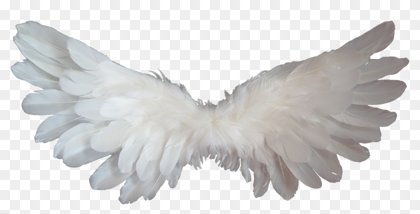 pic Baby Angel Wings Clipart Black And White baby angel wings png transparent png