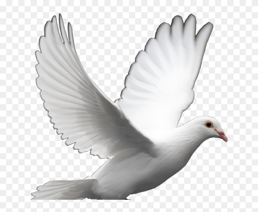 Transparent Dove Clipart - Transparent Background White Dove, HD Png  Download - 645x612(#6933975) - PngFind
