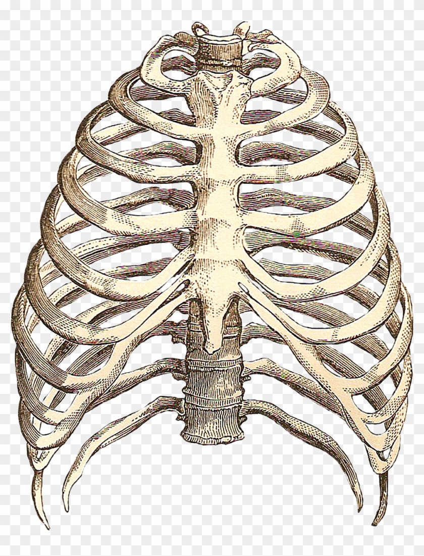 Rib Cage Drawing Hd Png Download 1050x1410 74821 Pngfind Rib Cage Drawing Hd Png Download 1050x1410 74821 Pngfind