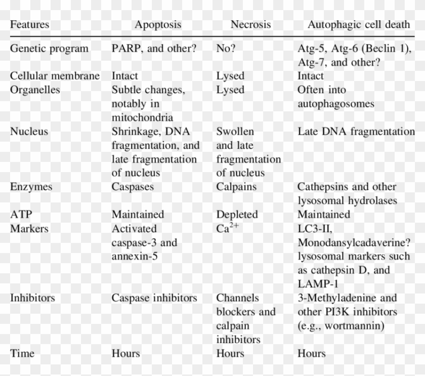 Cell Death Table Types Of Neuronal Death - Table Types Of Cell Death, HD Png Download ...