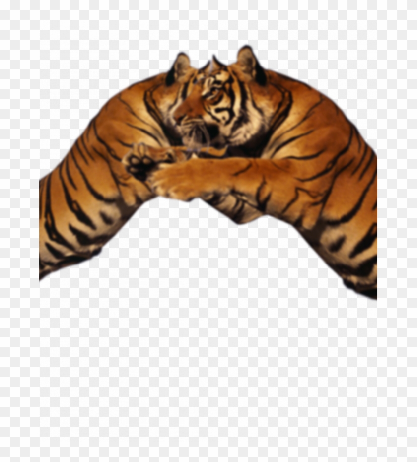 Visual Tiger Face Mask Editing Background And Png Download - Tiger,  Transparent Png - 681x851(#707994) - PngFind