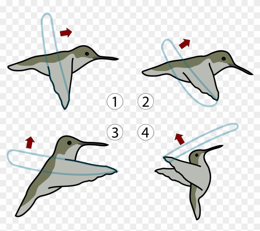 Free Free 171 Free Svg Hummingbird SVG PNG EPS DXF File