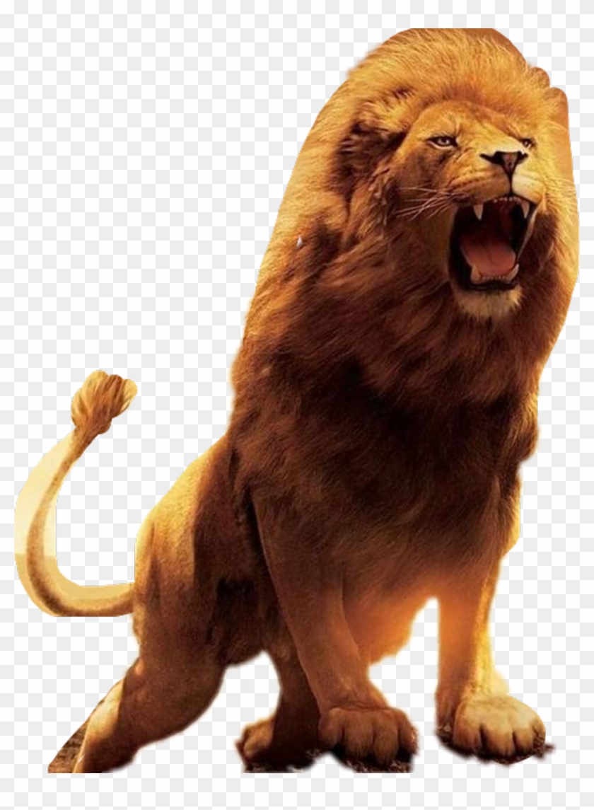 Featured image of post Lion Images Hd Png / Large collections of hd transparent lion png images for free download.