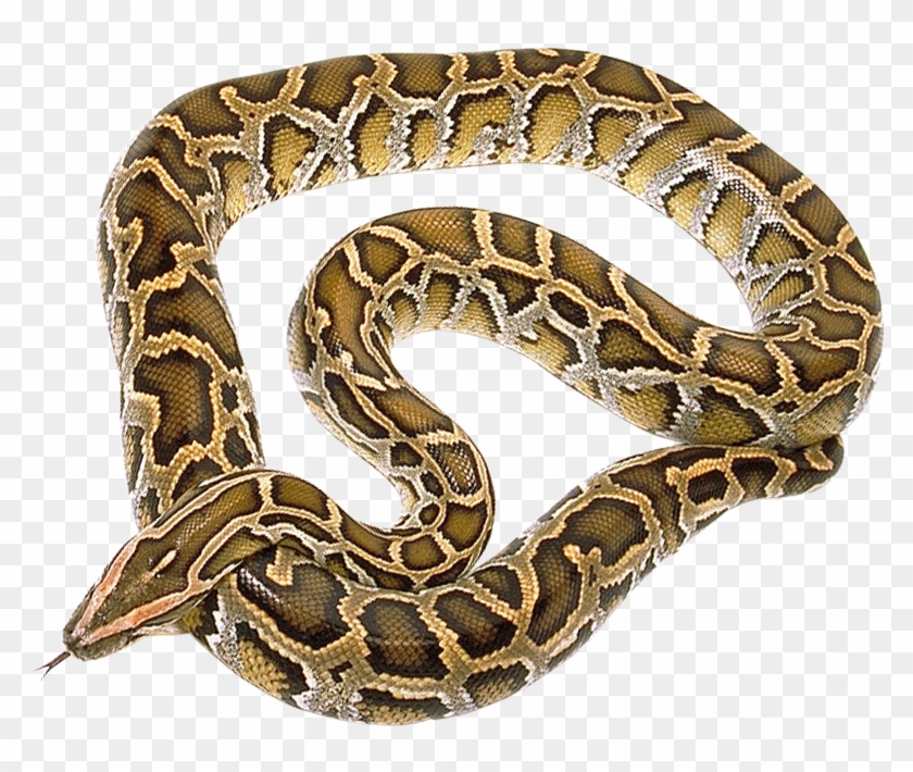 Python Snake King Cobra Anaconda Reptiles Clip Snake Python Png Transparent Png 960x811 759222 Pngfind