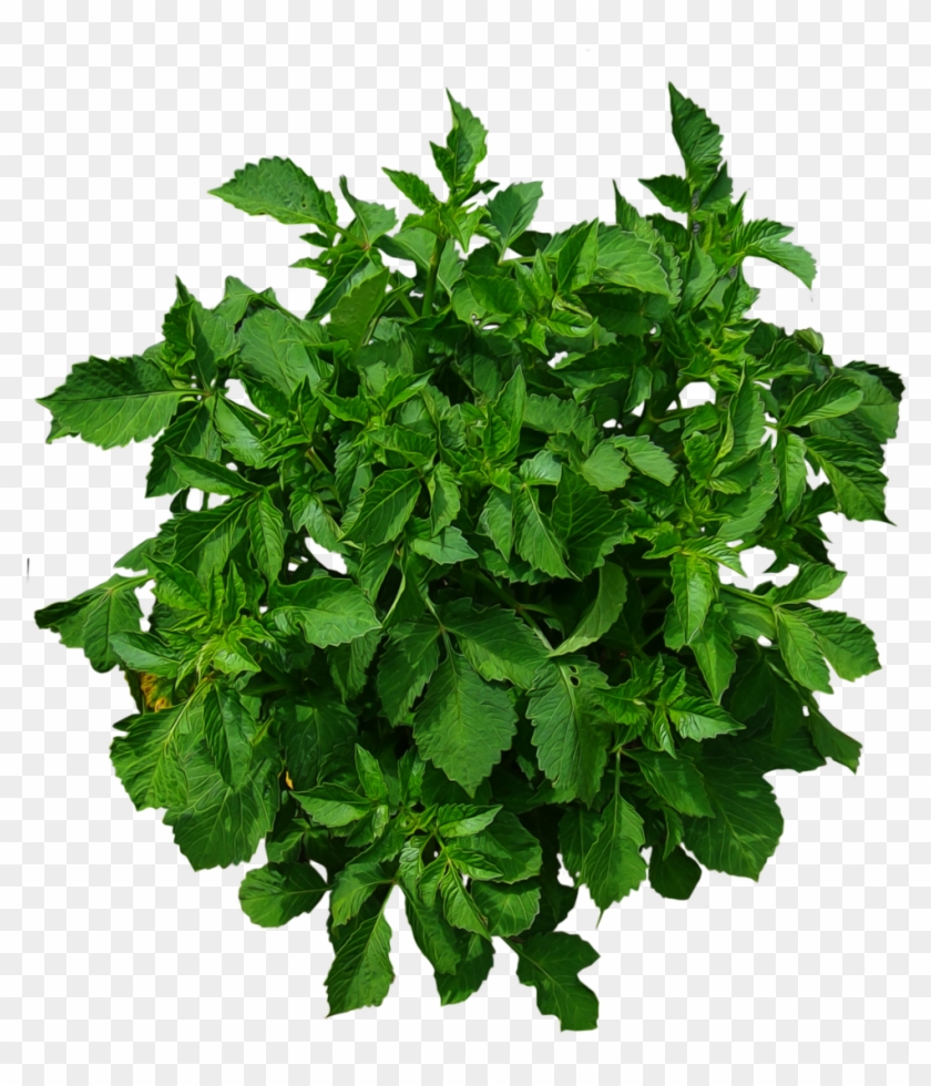 Jpg Transparent Download Plants Plan Png Google Search Plants Plan