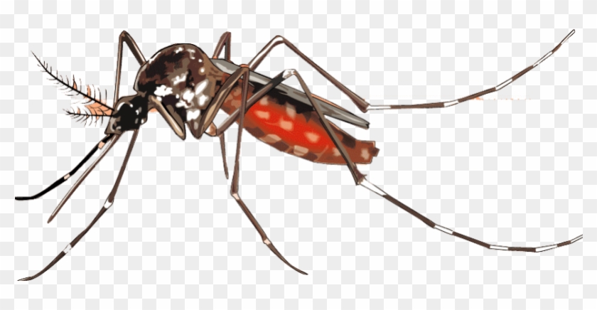 Mosquito Png Background Image - Transparent Background Mosquito Png