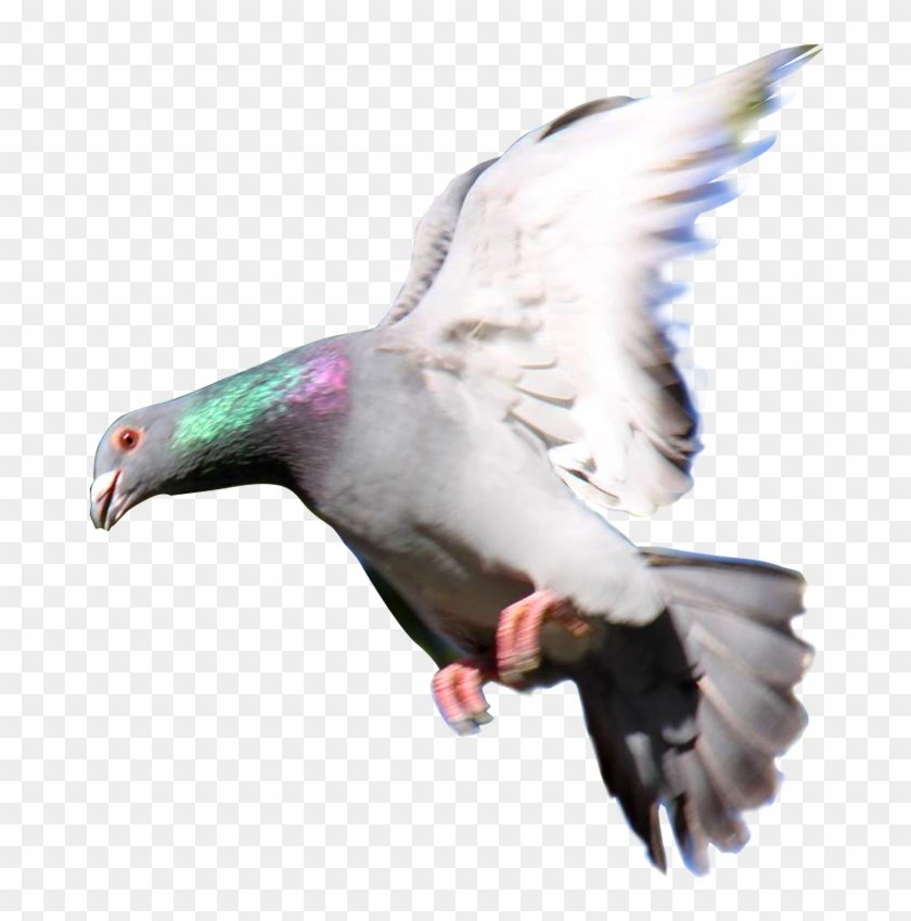 Paloma Mensajera Png Palomas Mensajeras Png Transparent Png