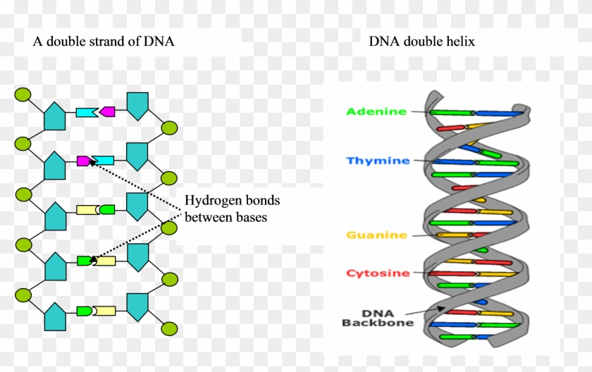 Formation Of The Dna Strand And Double Helix Conformation 6 Base Rungs Dna Hd Png Download 3915x2279 783083 Pngfind
