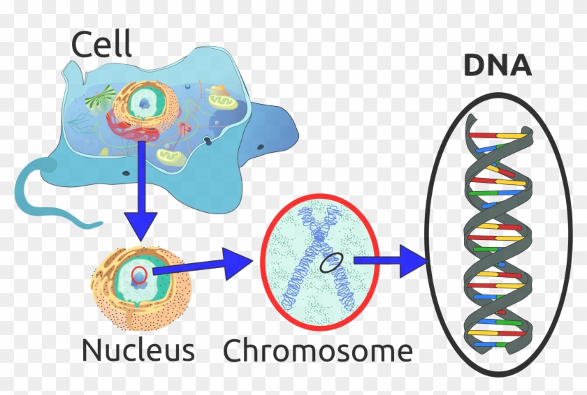 Now The Nucleotides In Dna Are Made Up Of Many Things - Dna Important ...