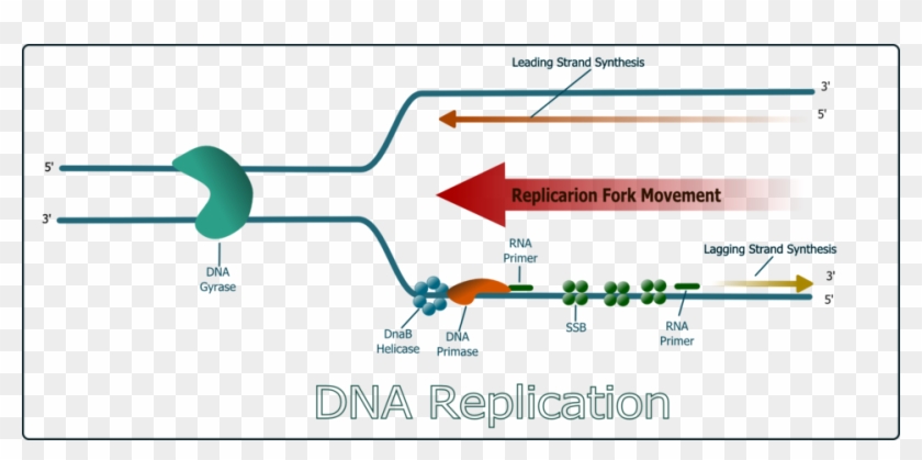 Why Is Dna Replication Described As Semiconservative - Dna Replication ...