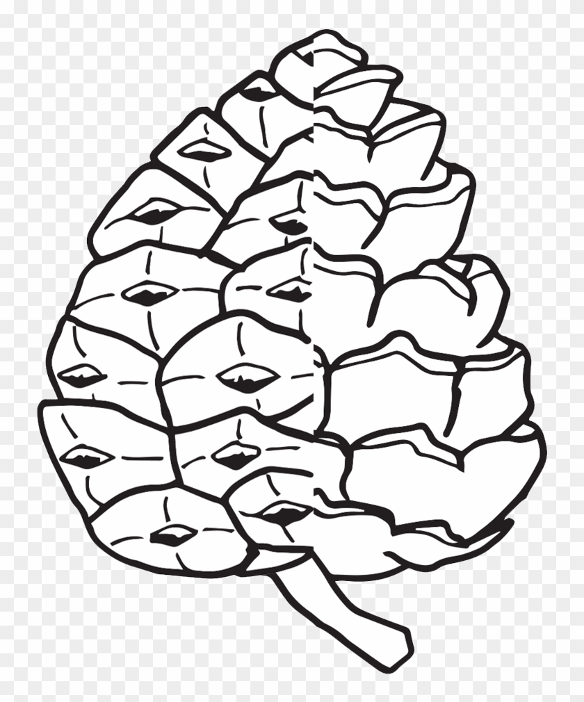 White Drawing Pine Cone Hd Png Download 1000x1000 784051 Pngfind