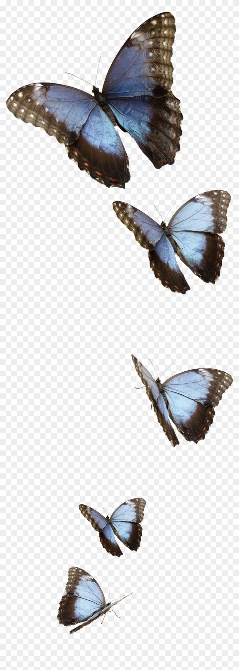 blue butterfly transparent background