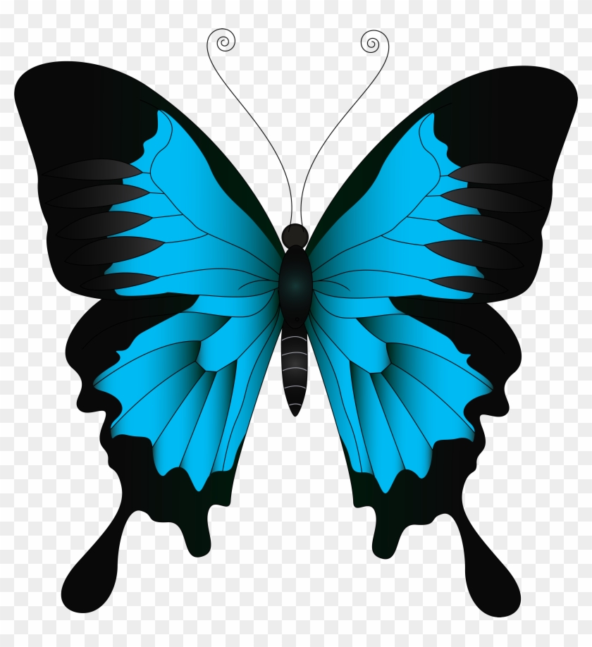 blue butterfly transparent background