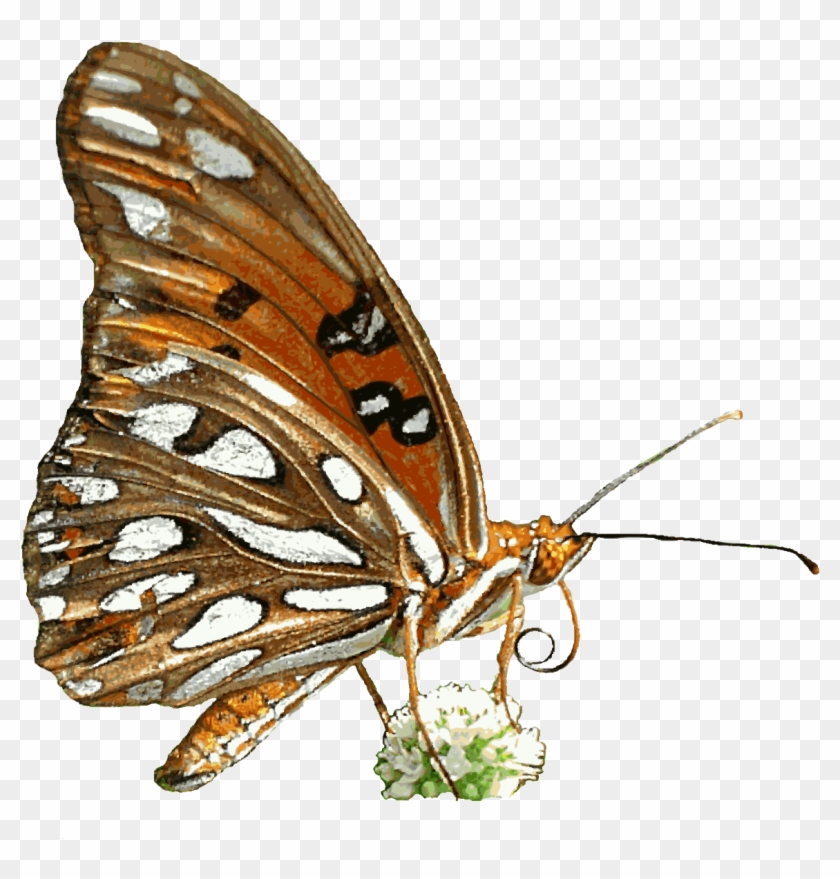 Free Butterfly Animated Clipart - Animated Butterfly Transparent Background, HD Png Download - 1191x1180(#82702) - PngFind Free Butterfly Animated Clipart - Animated Butterfly Transparent Background, HD Png Download - 1191x1180(#82702) - PngFind