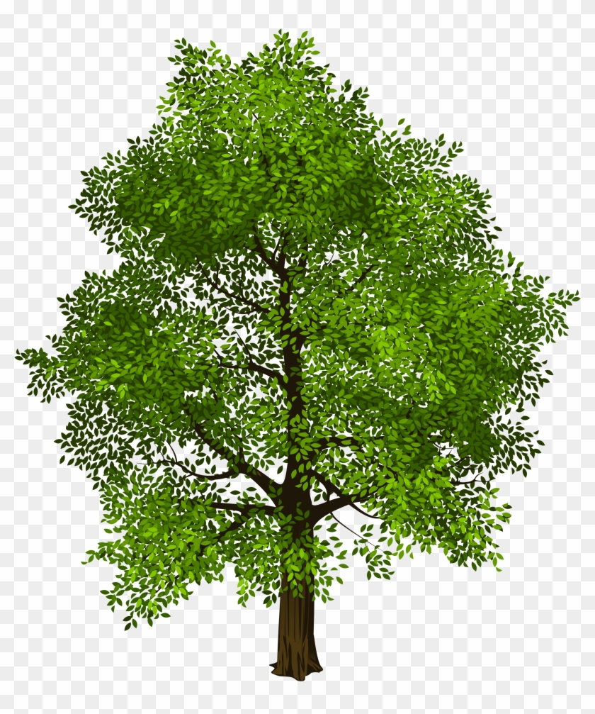 Transparent Green Tree Png Picture Transparent Background Trees Png Png Download 4498x5270 Pngfind
