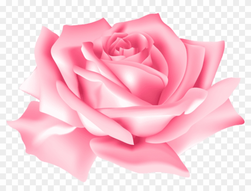 Free Png Download Pink Rose Flower Png Images Background Pink Rose Flower Png Transparent Png 850x605 Pngfind