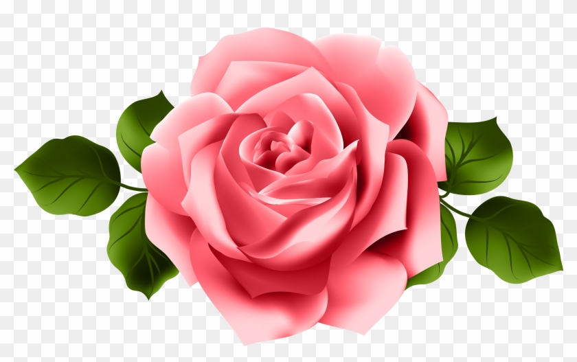 Red Rose Transparent Png Clip Art Pink Red Rose Png Png Download 8000x4686 Pngfind