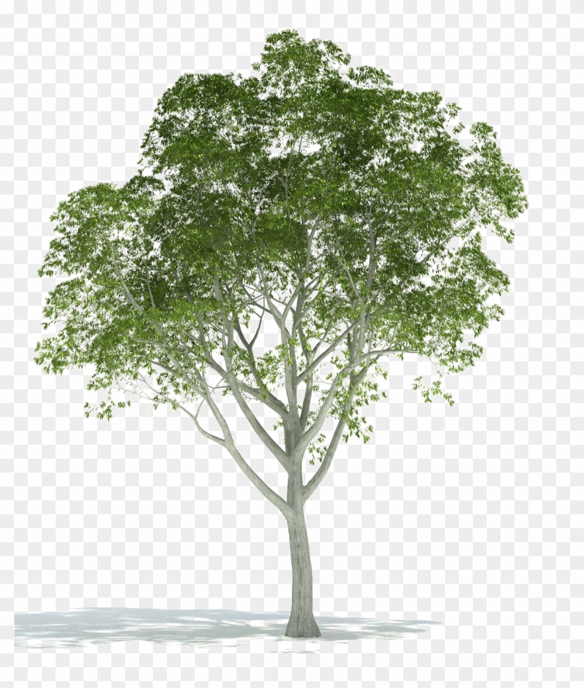 Những hình ảnh về các loại cây thực tế sẽ đẩy bạn đến những khoảnh khắc cảm hứng và sáng tạo, với những góc nhìn độc đáo và dài hơn. Bạn sẽ cảm thấy một màu xanh mát mẻ nhưng đầy năng lượng chảy qua cơ thể khi được chiêm ngưỡng những cây xanh tốt đẹp nhất.