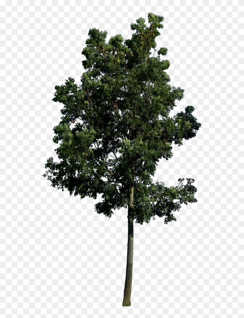 Tree Png Photo Image - Landscaping Tree Png, Transparent Png - 567x1024 ...