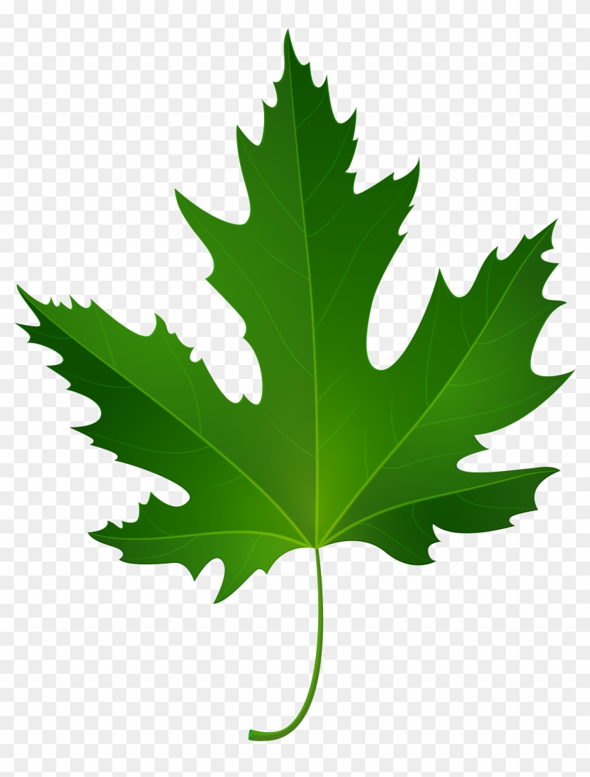 Autumn Leaves Clipart Green Hd Png Download 6317x8000 Pngfind Autumn Leaves Clipart Green Hd Png Download 6317x8000 Pngfind