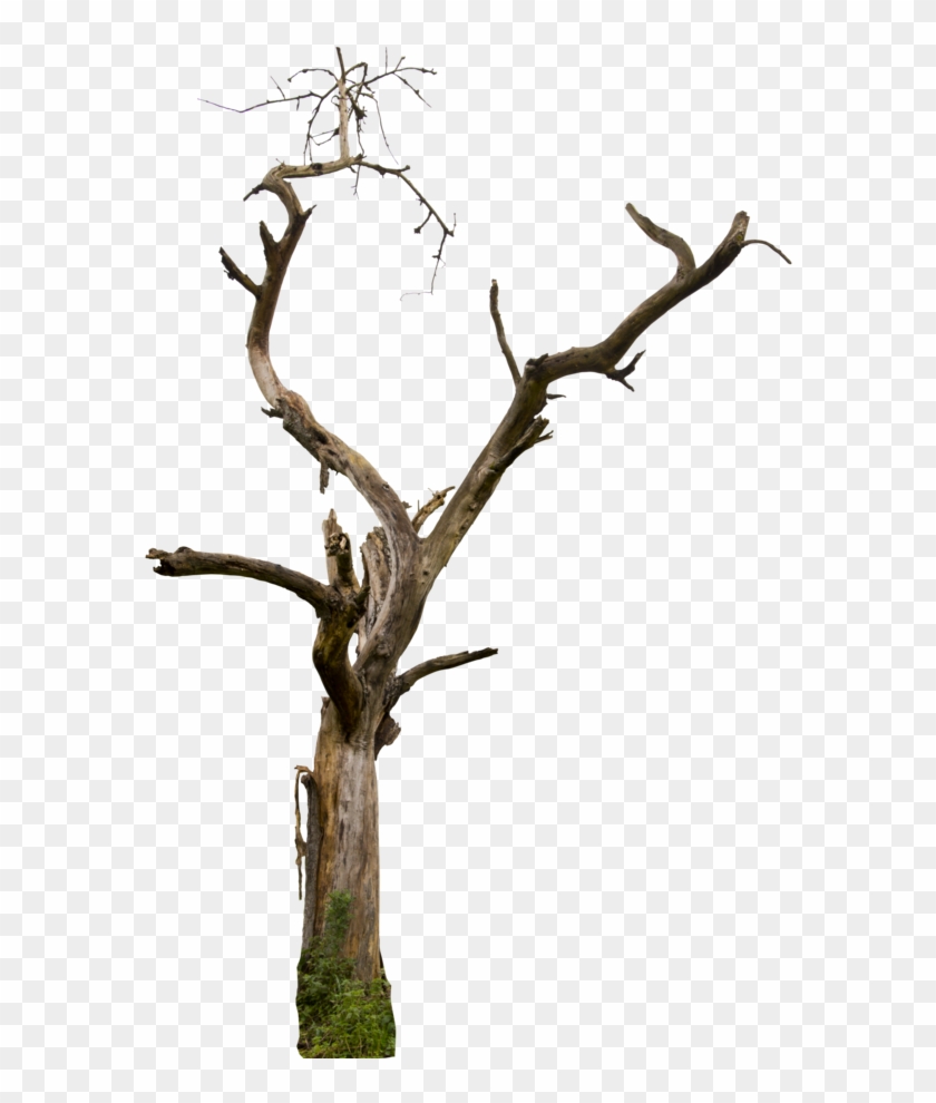 My Image 3
