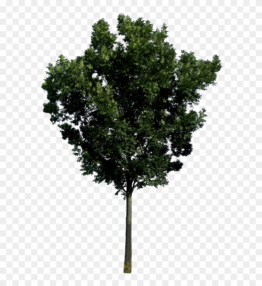 Featured image of post Png Trees For Photoshop Tree plan png you can download 33 free tree plan png images