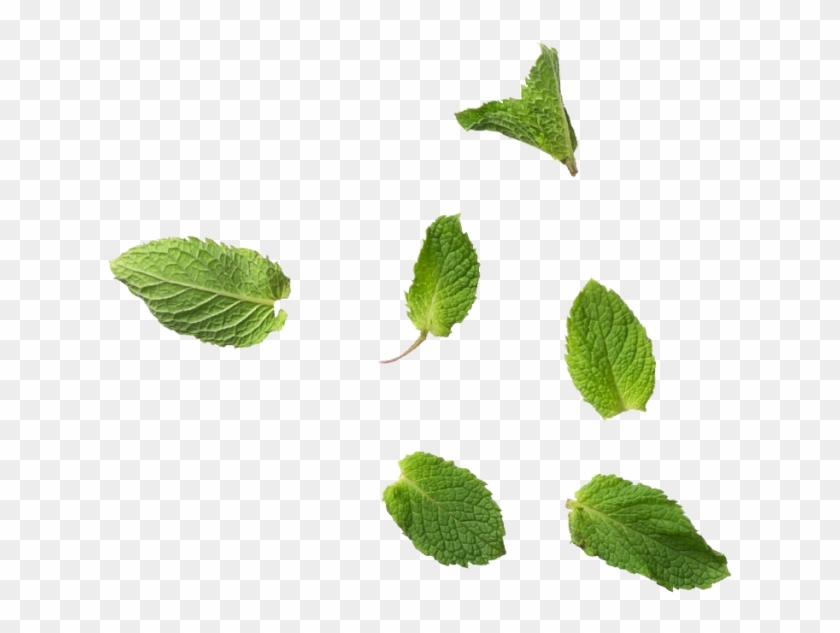 Mint Leaves Transparent Mint Leaves Hd Png Download 866x650 Pngfind Mint Leaves Transparent Mint Leaves Hd Png Download 866x650 Pngfind