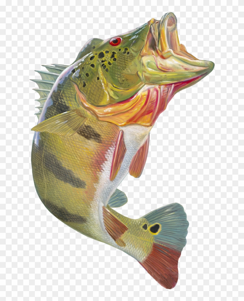 Download Skiff Life Peacock Bass Fishing Decal Sticker Randy Hd Png Download 641x954 818350 Pngfind