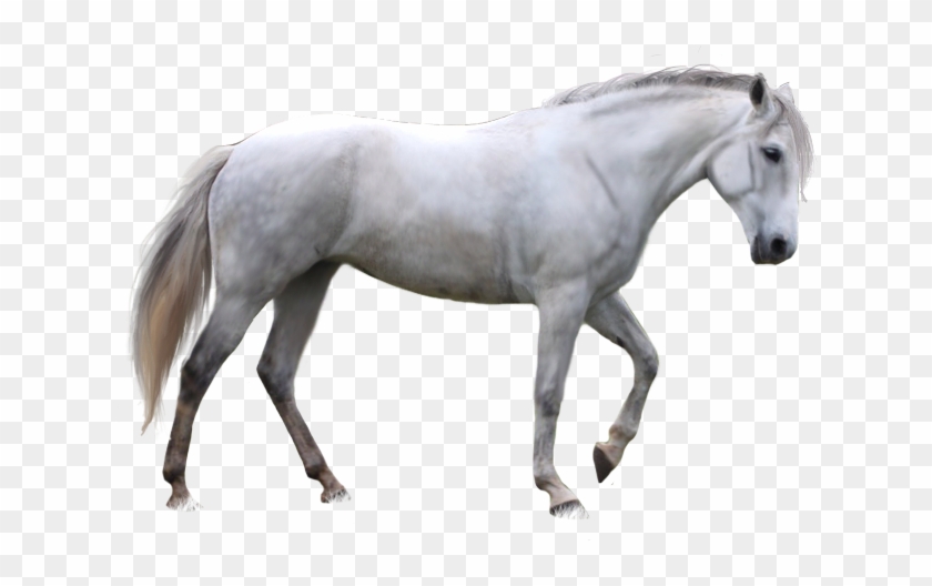 Horse PNGs for Free Download