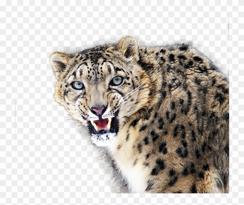 Snow Leopard Png - Png Leopard, Transparent Png - 738x625(#843092