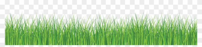 Green Line Png - Green Grass White Background, Transparent Png -  950x415(#843734) - PngFind